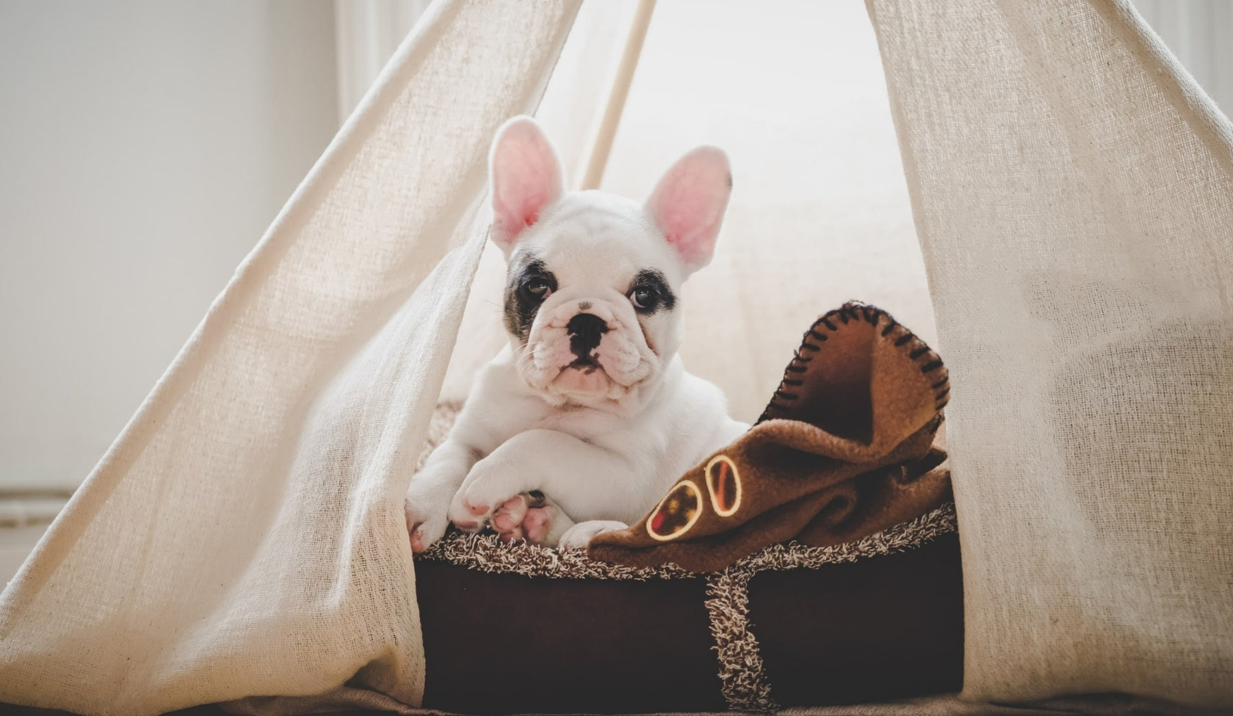 French Bulldog relaxing in a Dog Teepee from Estilo Living - Buy Pet Teepees Online & Other Pet Accessories