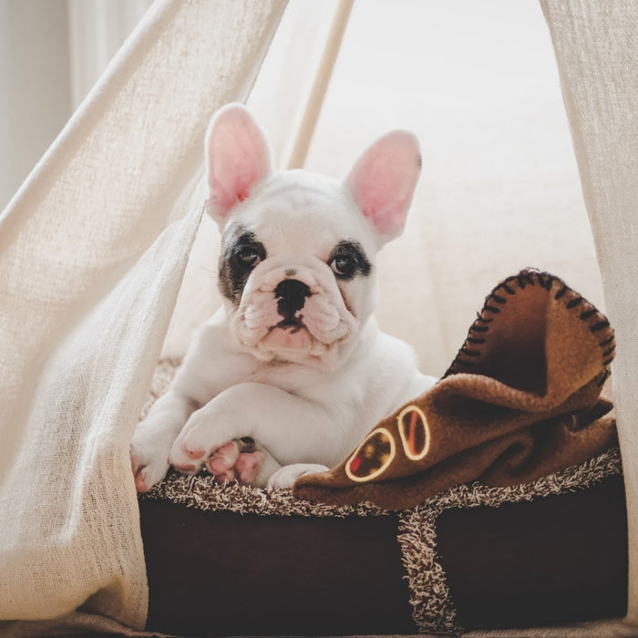 French Bulldog relaxing in a Dog Teepee from Estilo Living - Buy Pet Teepees Online & Other Pet Accessories