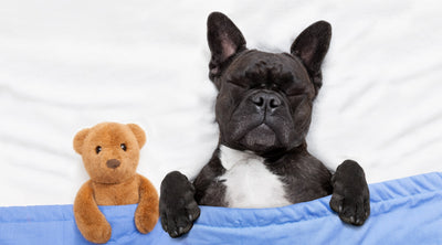 Pamper Your Pup: The Hidden Health Benefits of Memory Foam Beds