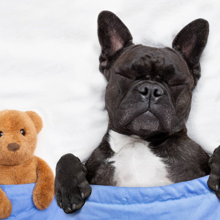 Pamper Your Pup: The Hidden Health Benefits of Memory Foam Beds
