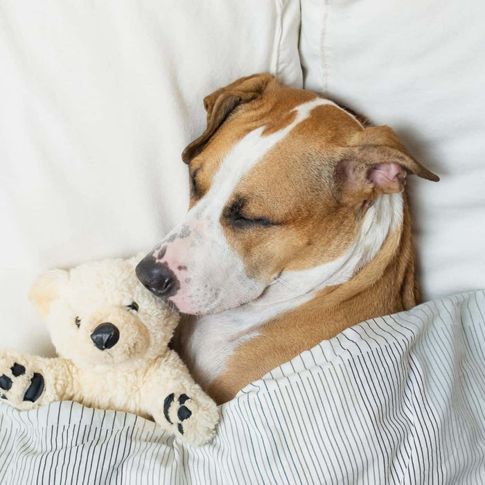 The Best Dog Beds & Cat Beds For Your Pets Blog - Buy Cat Beds & Dog Beds Online Now at Estilo Living