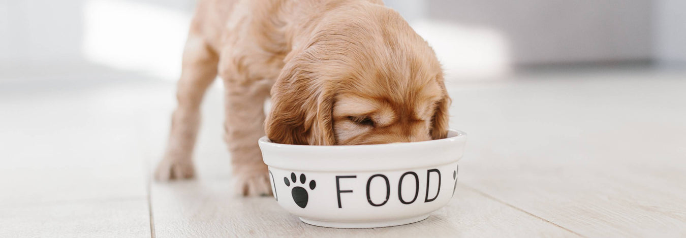 Dog Feeders + Dog Bowls