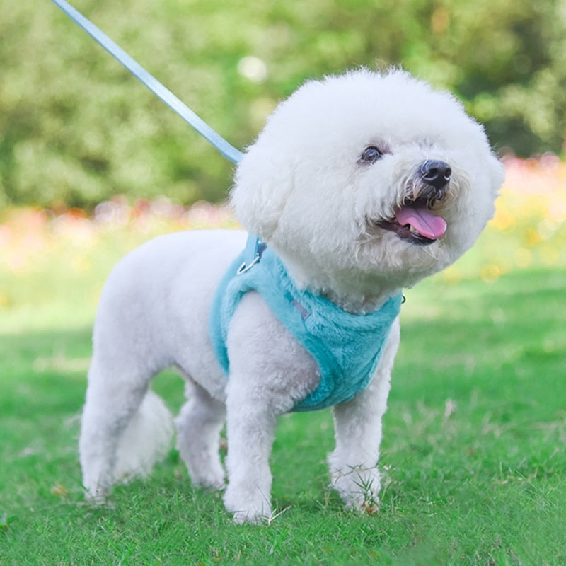 Best dog harness hot sale for bichon frise