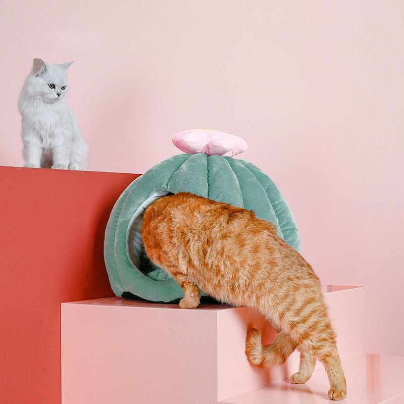 Cactus store cat bed