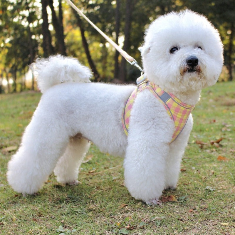 Best harness for bichon sale frise