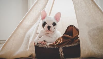 How To Choose The Best Dog Teepee