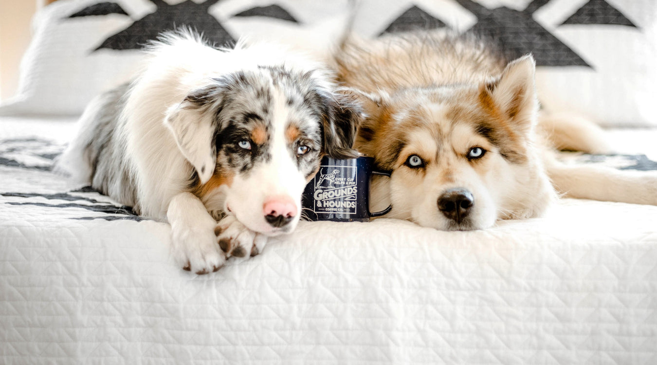 Shop Memory Foam Dog Beds Online Now at Estilo Living