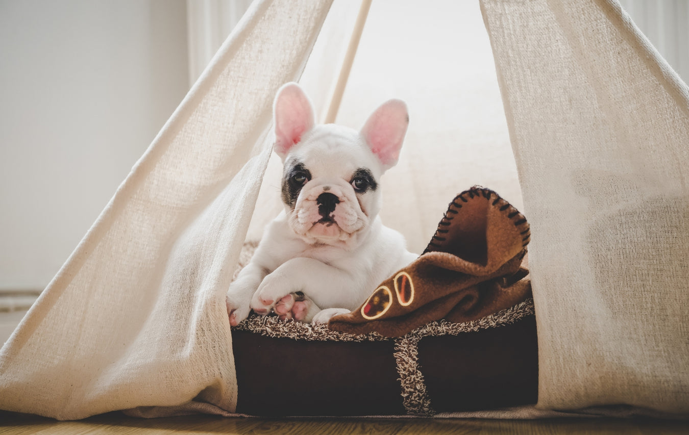 Pet Teepees & Pet Beds