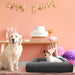 Boucle Memory Foam Dog Bed | Orthopedic Dog Bed | Memory Foam Pet Bed | Boucle Pet Beds | Boucle Cat Beds | Comfortable Dog Beds | Soft Dog Beds | Stylish Dog Beds | Best Dog Beds | Cream Boucle | Gray Boucle | Estilo Living