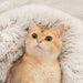 Adorable Creature Round Plush Calming Cat Nest | Cat Beds | Pet Beds | Pet Caves | Plush Cat Beds | Estilo Living